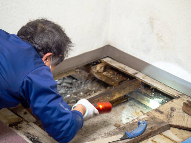 Best Attic Mold Removal  in Alanes Ridge, CA