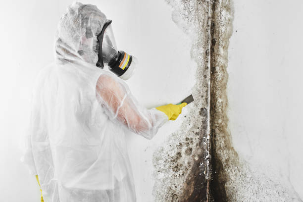 Best Emergency Mold Removal  in Alanes Ridge, CA