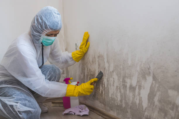 Home Mold Removal in Acalanes Ridge, CA