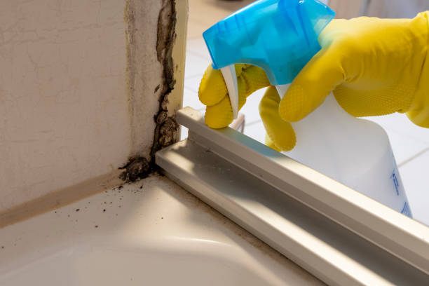 Best Affordable Mold Removal  in Alanes Ridge, CA