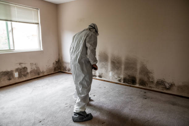 Office Mold Removal Services in Acalanes Ridge, CA
