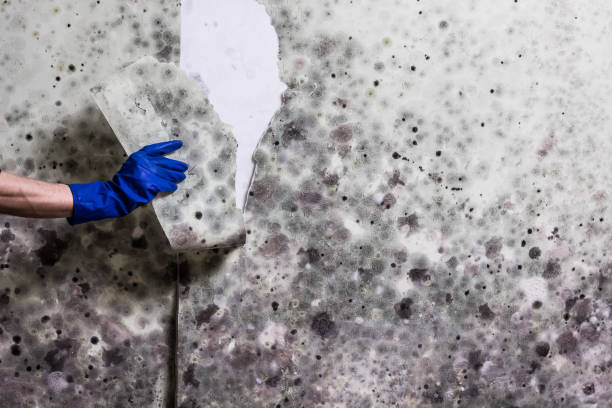 Best Office Mold Removal Services  in Alanes Ridge, CA
