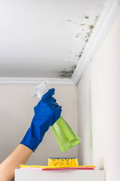 Best Mold Removal Process  in Alanes Ridge, CA